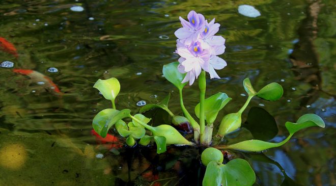 EEFRI Environmental Pollution Management Research Directorate - Water hyacinth